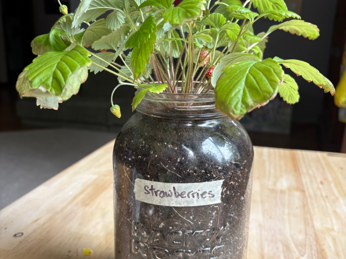 Perfect Plants for Kids (and&nbsp;Adults)